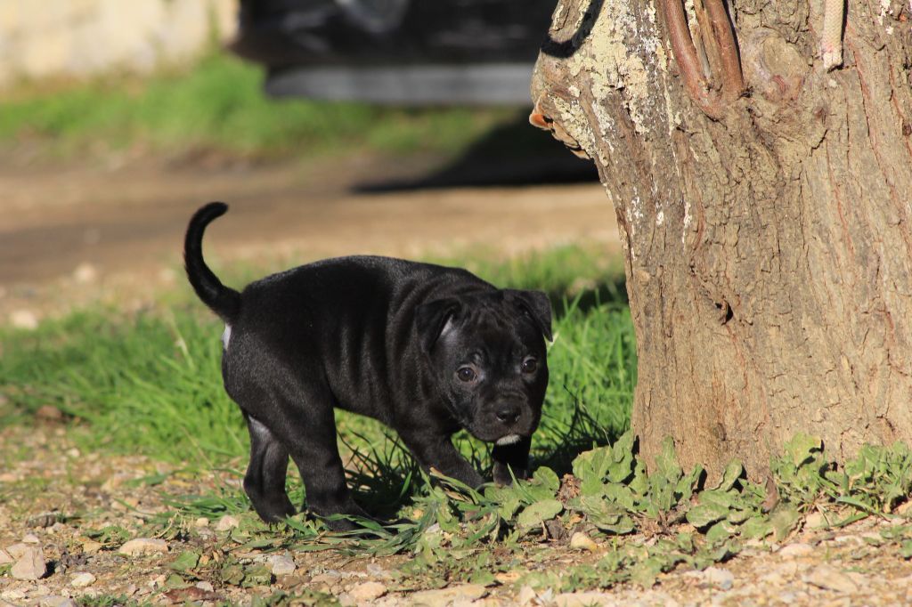 Wenilek's - Chiot disponible  - Staffordshire Bull Terrier