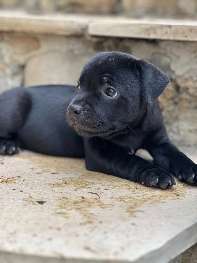 Wenilek's - Chiots disponibles - Staffordshire Bull Terrier