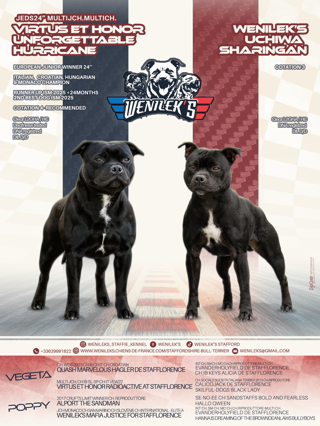 Chiot Staffordshire Bull Terrier Wenilek's