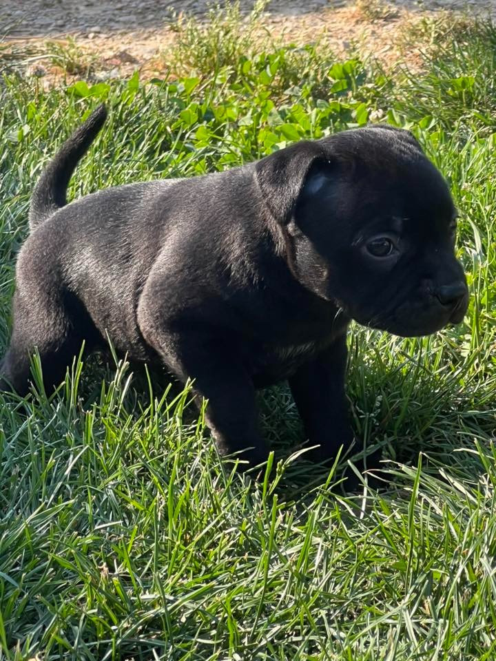 Wenilek's - Chiots disponibles - Staffordshire Bull Terrier