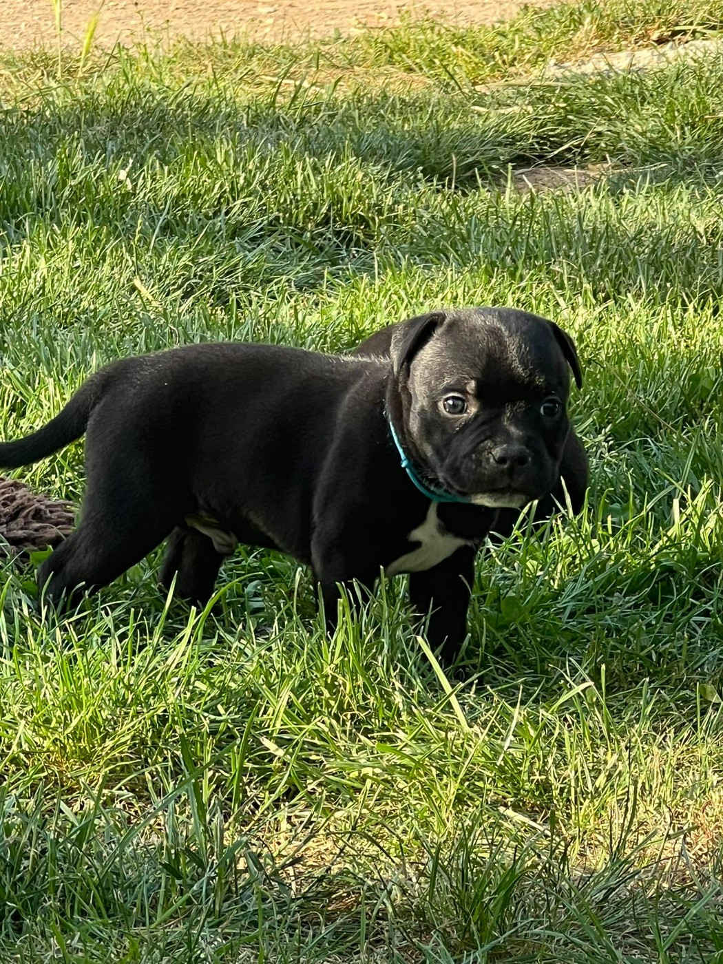 Wenilek's - Chiots disponibles - Staffordshire Bull Terrier