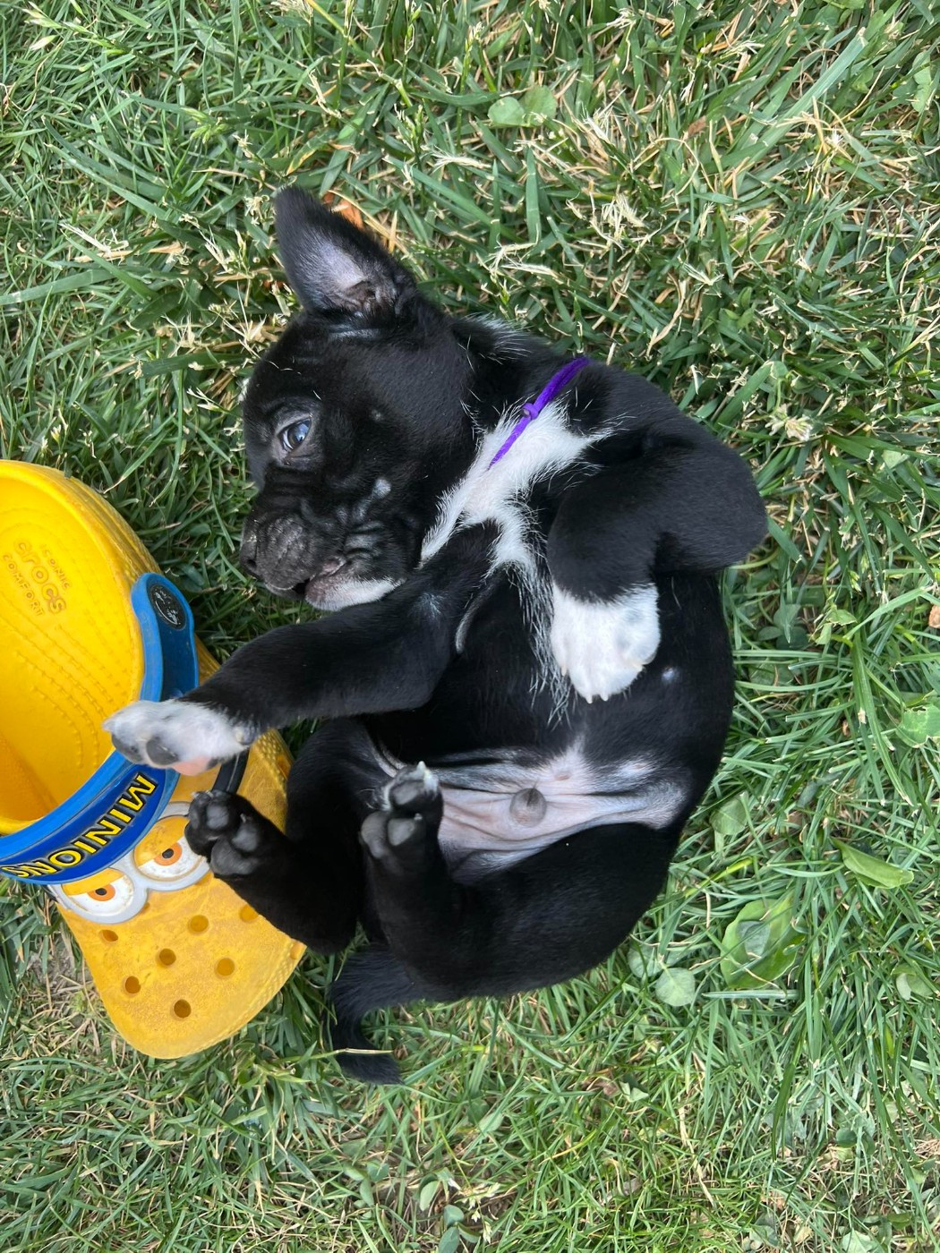 Wenilek's - Chiots disponibles - Staffordshire Bull Terrier