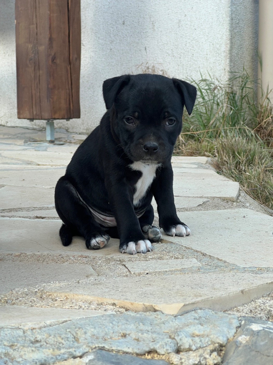 Wenilek's - Chiots disponibles - Staffordshire Bull Terrier
