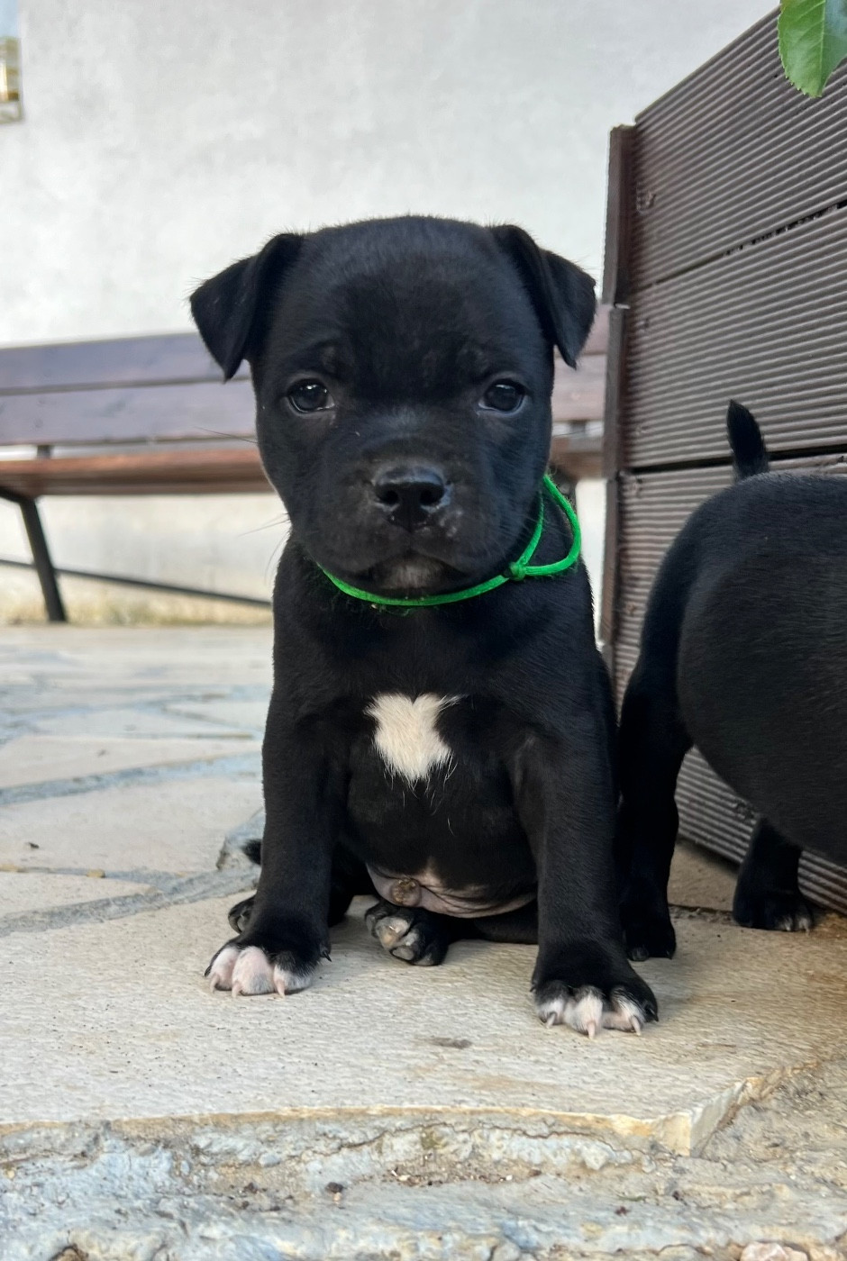 Wenilek's - Chiots disponibles - Staffordshire Bull Terrier