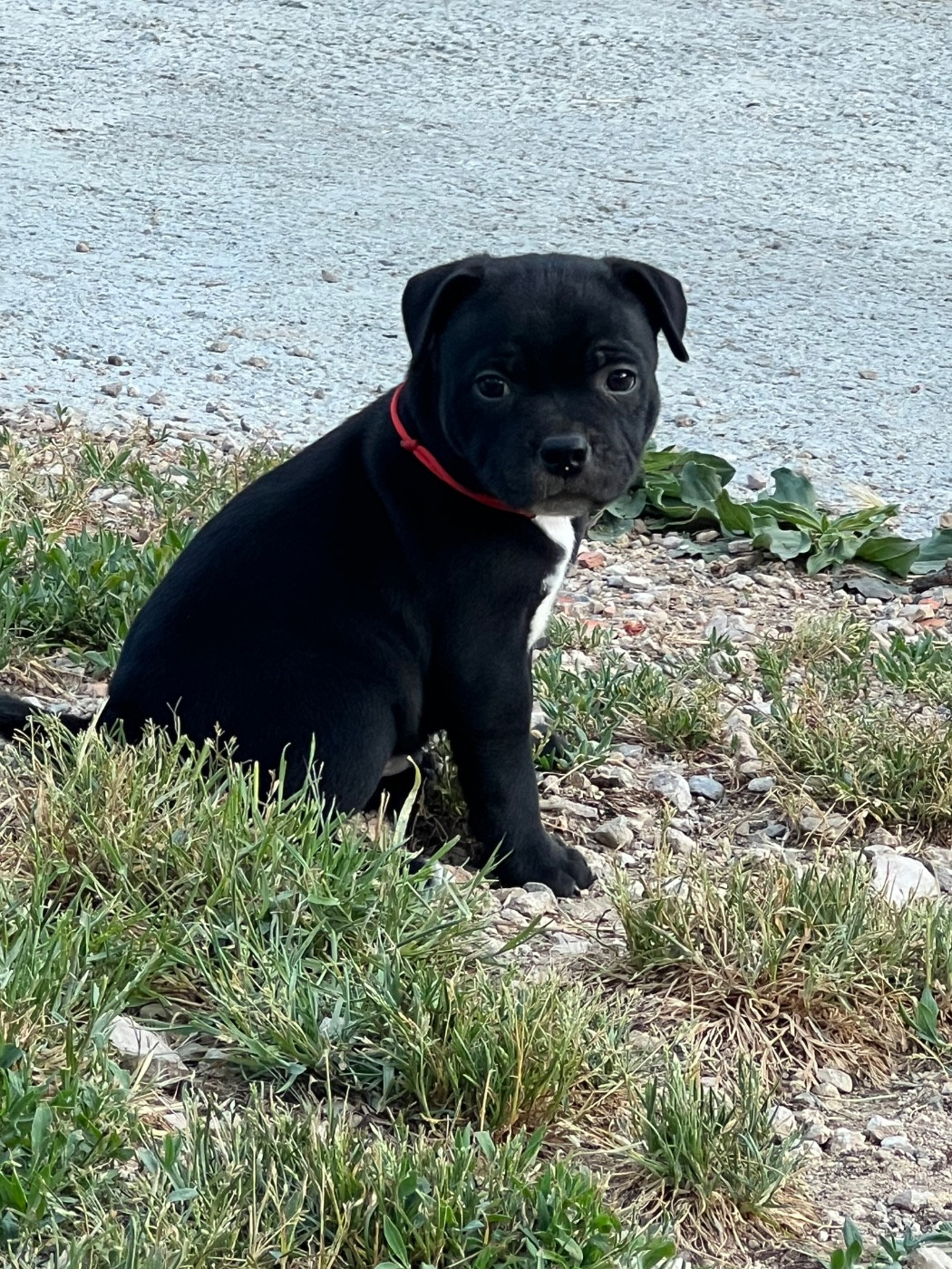 Wenilek's - Chiots disponibles - Staffordshire Bull Terrier