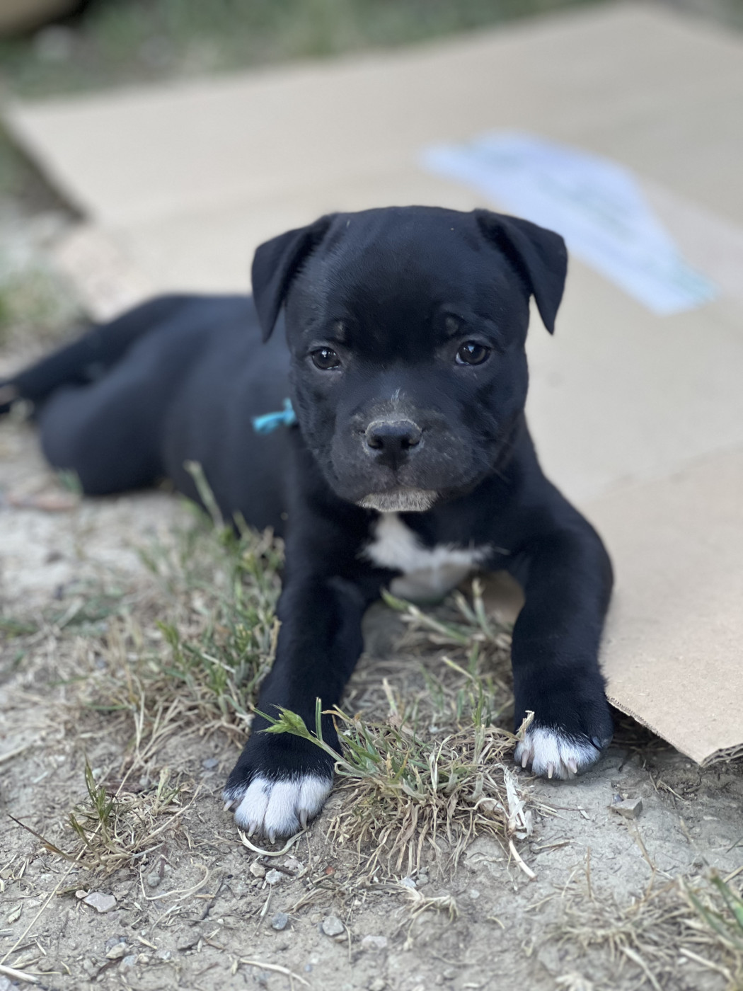 Wenilek's - Chiots disponibles - Staffordshire Bull Terrier