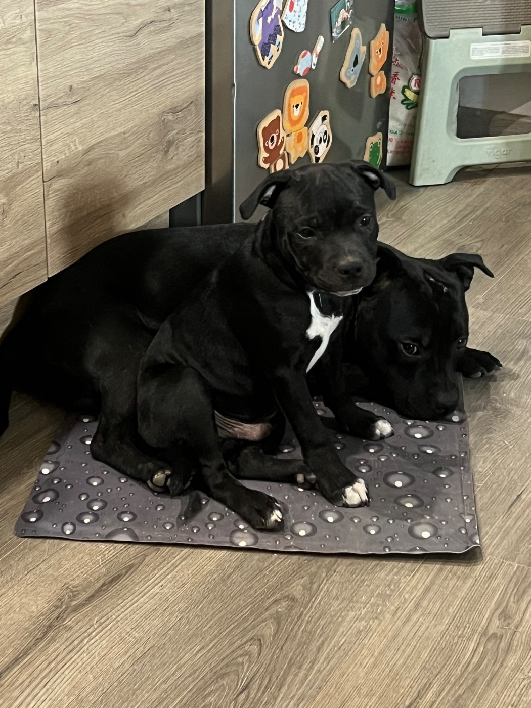 Wenilek's - Chiots disponibles - Staffordshire Bull Terrier