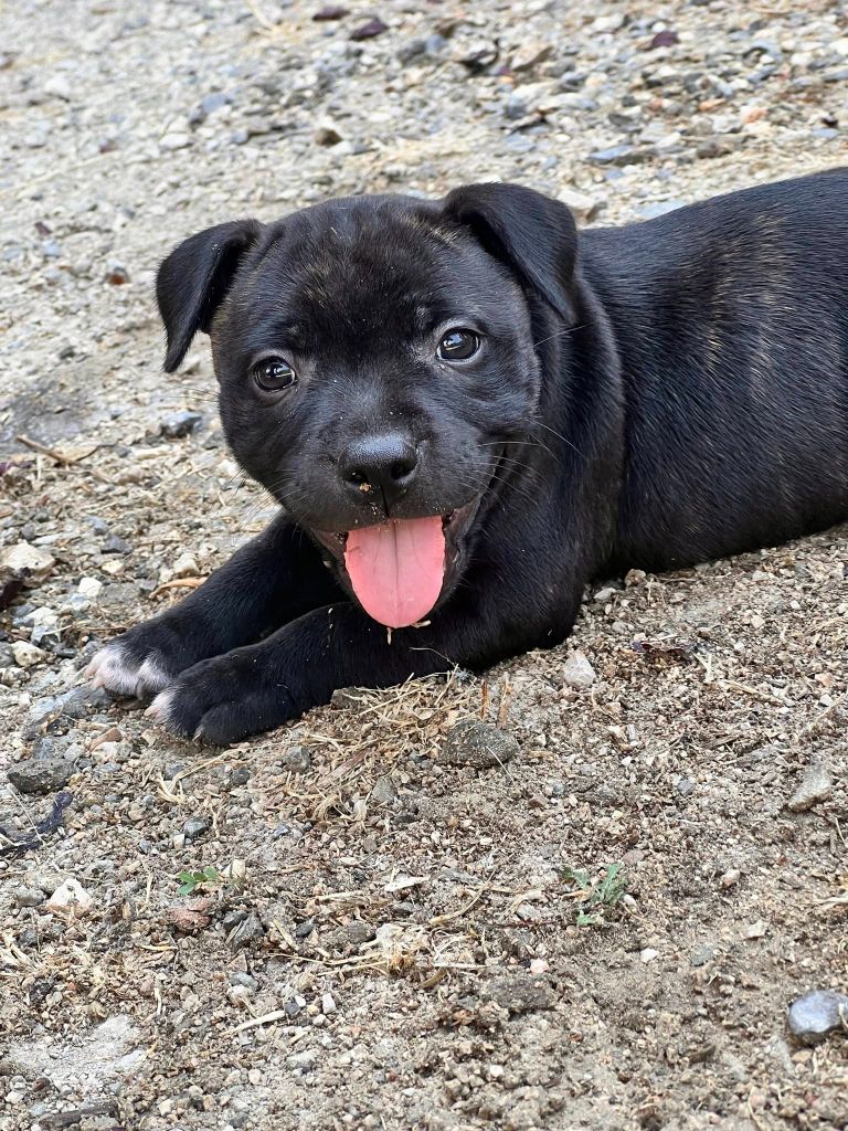 Wenilek's - Chiots disponibles - Staffordshire Bull Terrier