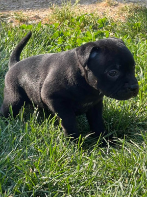 Wenilek's Bébé