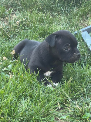 Wenilek's Brutus