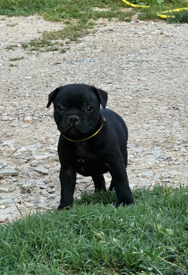 Wenilek's Billy Bi Turbo
