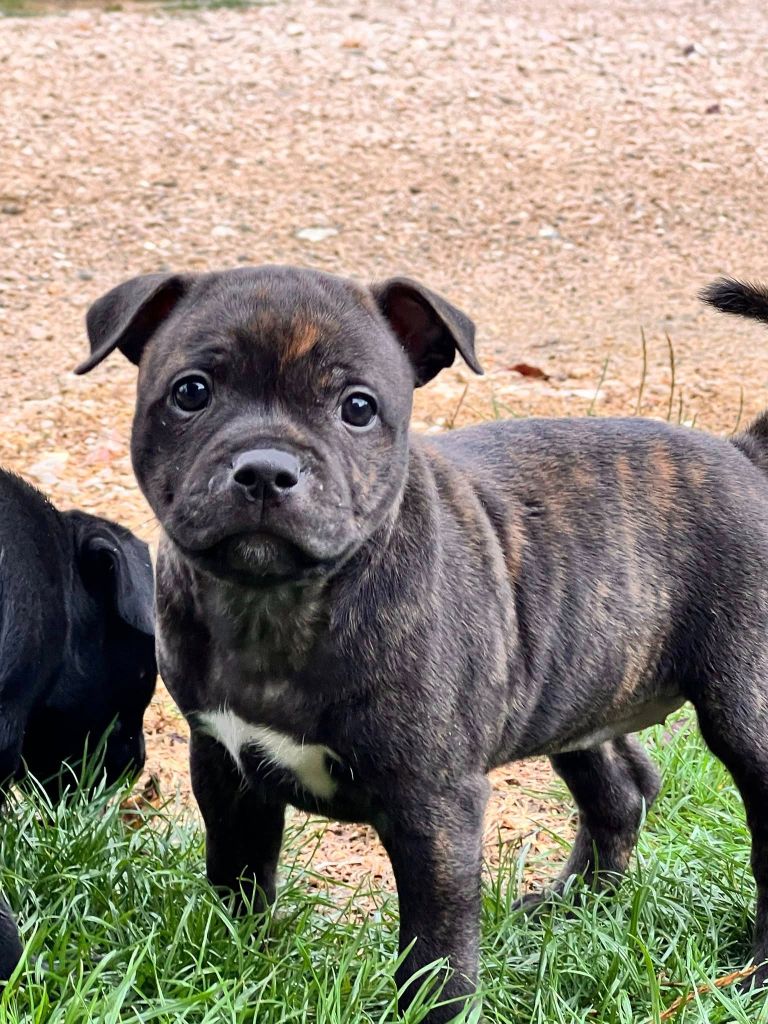 Wenilek's - Chiots disponibles - Staffordshire Bull Terrier