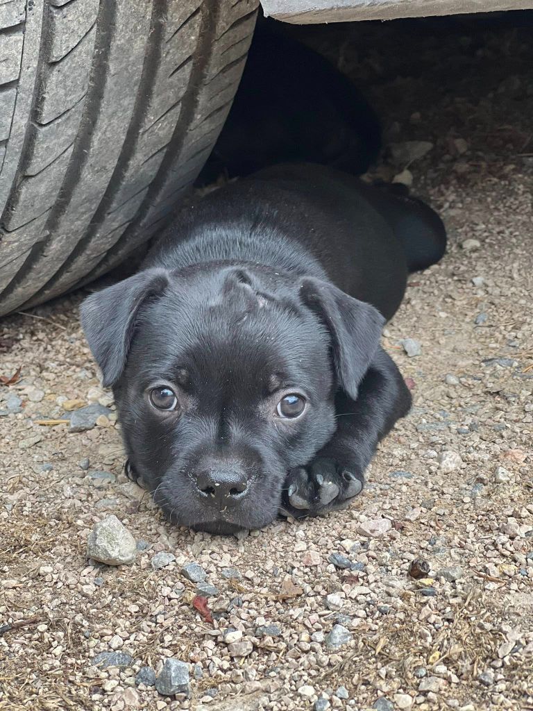 Wenilek's - Chiots disponibles - Staffordshire Bull Terrier