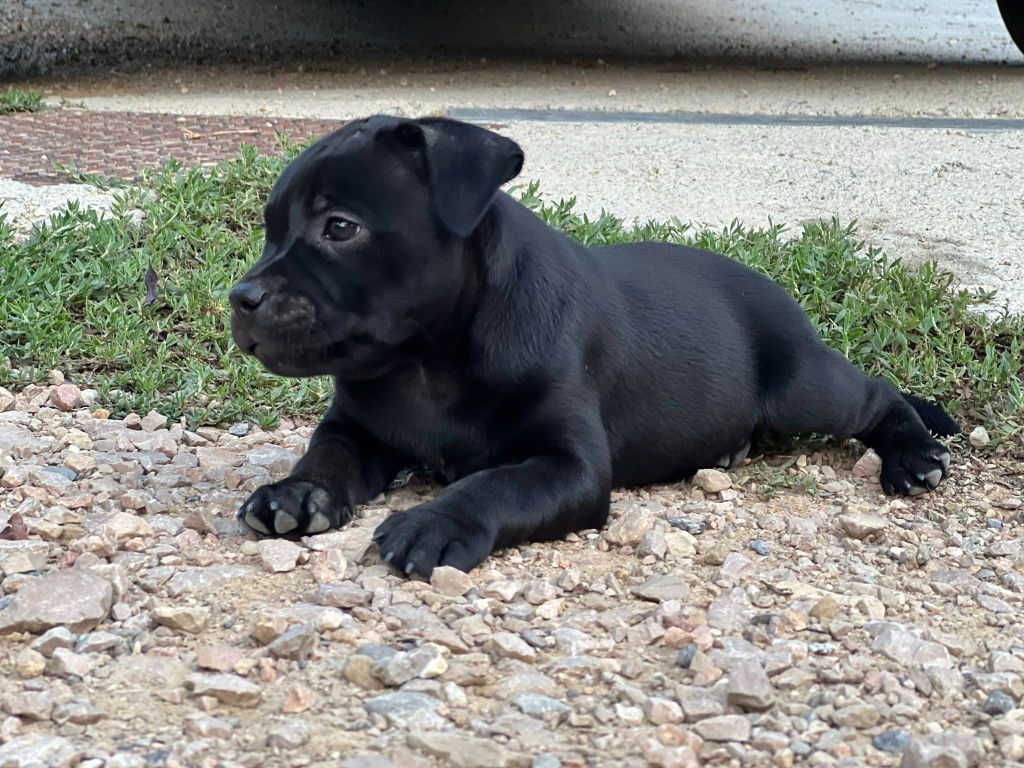Wenilek's - Chiots disponibles - Staffordshire Bull Terrier