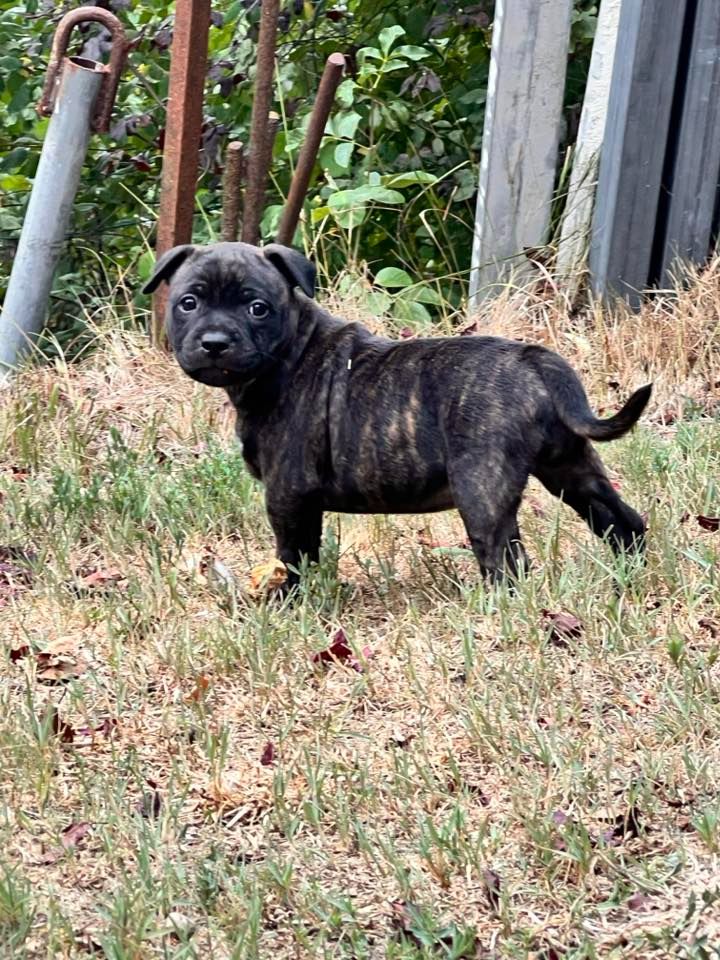 Wenilek's - Chiots disponibles - Staffordshire Bull Terrier